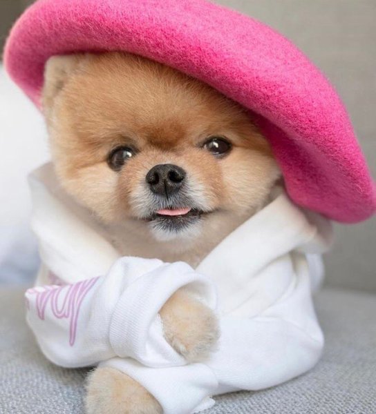 Шпиц jiffpom