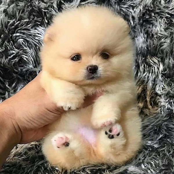Померанский шпиц Teacup.