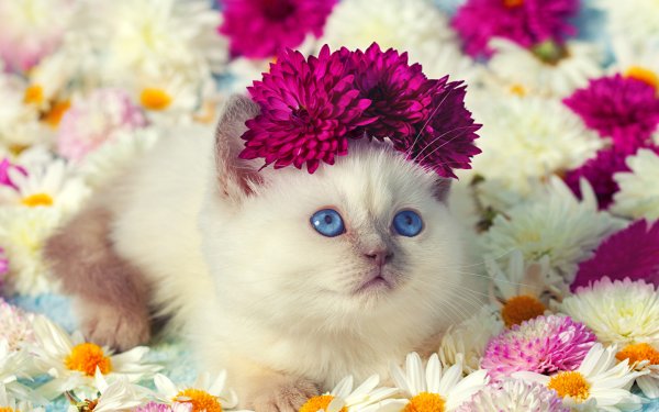Милые котята