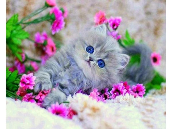 Милые котята