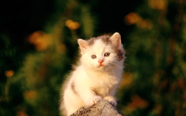 Милые котятки