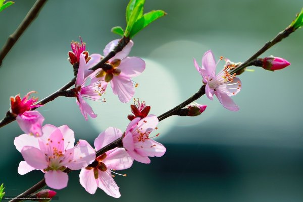 Веточка Сакуры