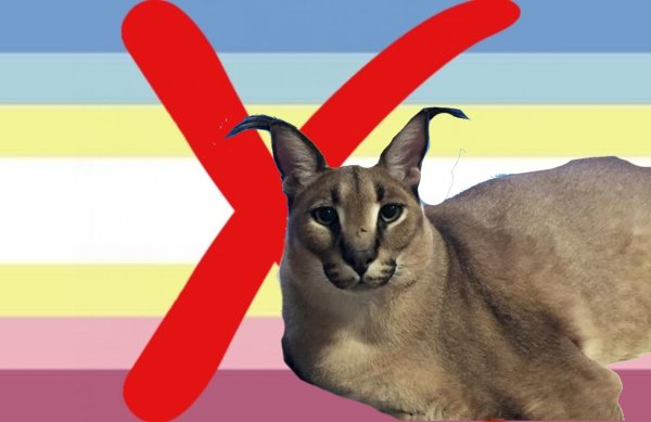 Каракаллы шлёпа