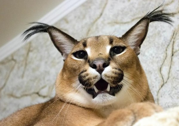 Каракал Гоша Шлепа