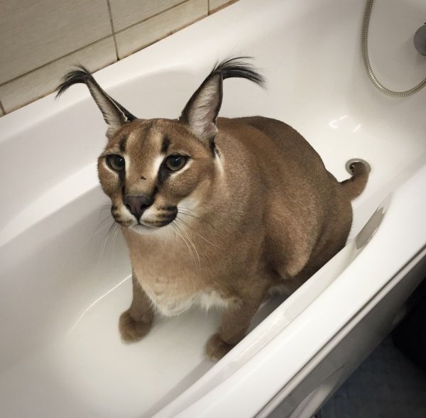 Кот Гоша каракал