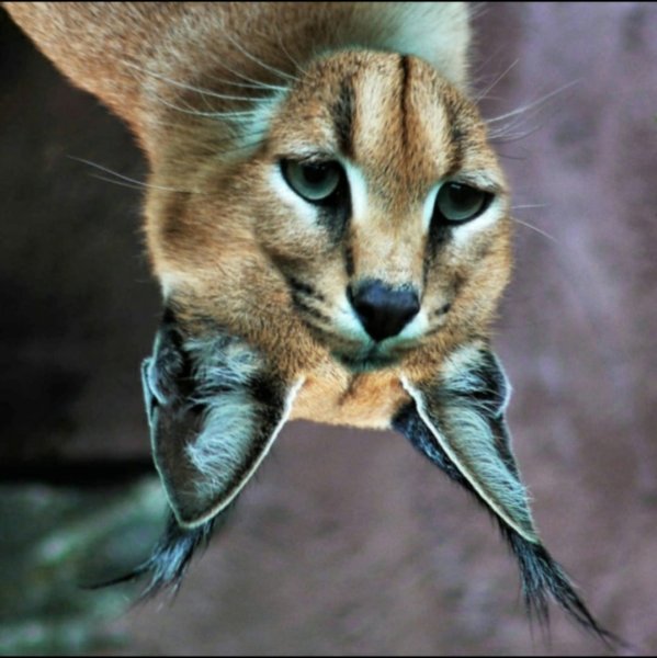 Каракал зевает