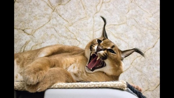 Каракал Шлепа