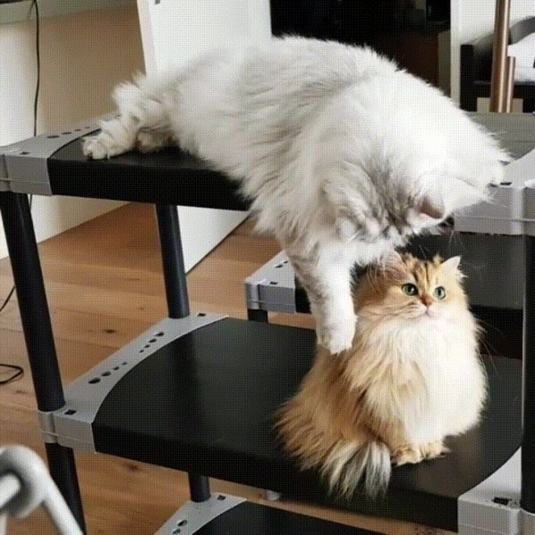 Шлёпа русский кот