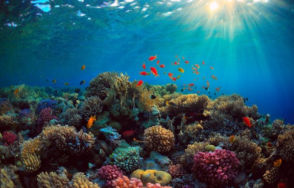 Коралловые рифы красного моря