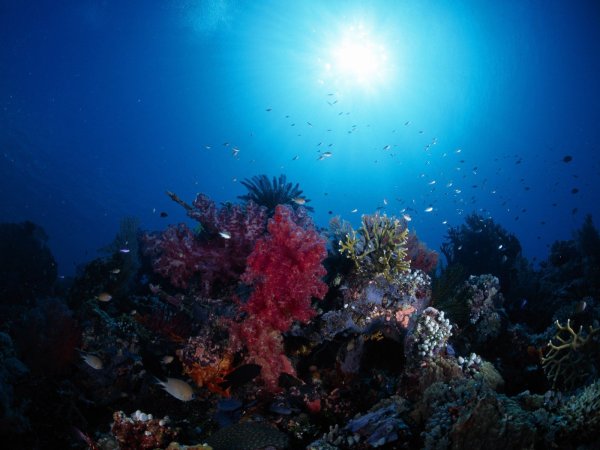 Морские глубины