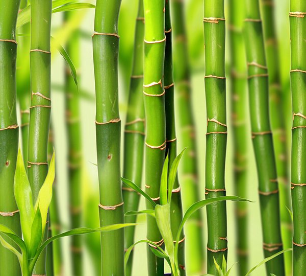 Японский бамбук Мадаке