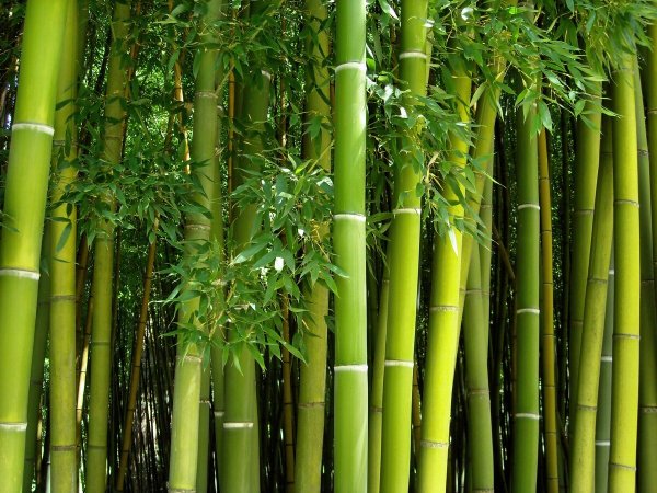 Бамбук Мадаке