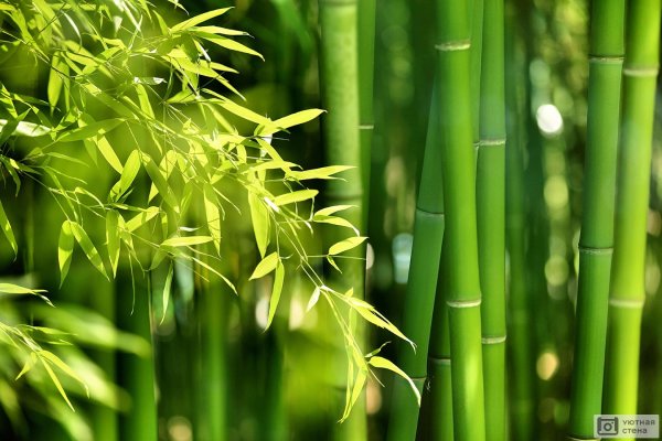 Красивый бамбук