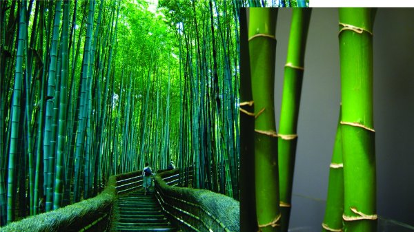 Гонконгский зоопарк бамбуковый лес