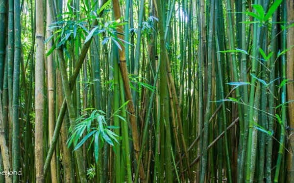 Мауи бамбук