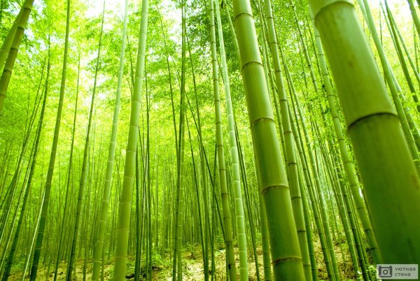 Бамбук Широшима