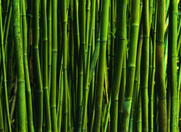 Бамбук стена зелень