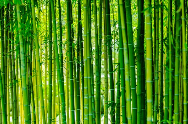 Бамбук Широшима