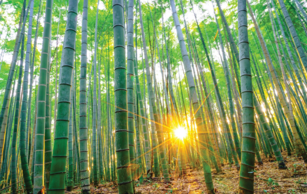 Бамбуковый лес и солнце