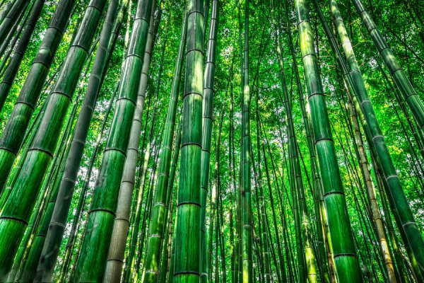 Японский бамбук Мадаке