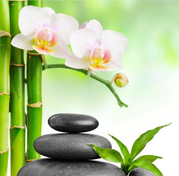 Орхидея спа