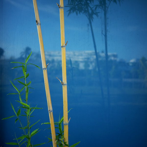 Бамбук Хамада