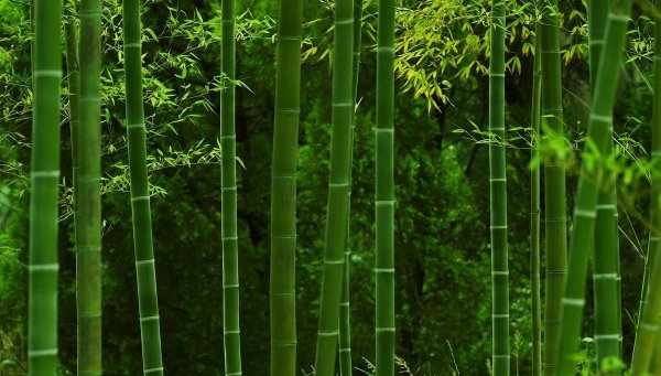 Бамбук Геншин