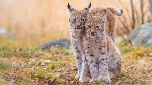 Рысь (Lynx Lynx) в дикой природе