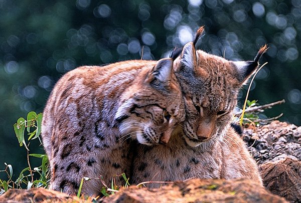 Рысь обыкновенная (лат. Lynx Lynx)