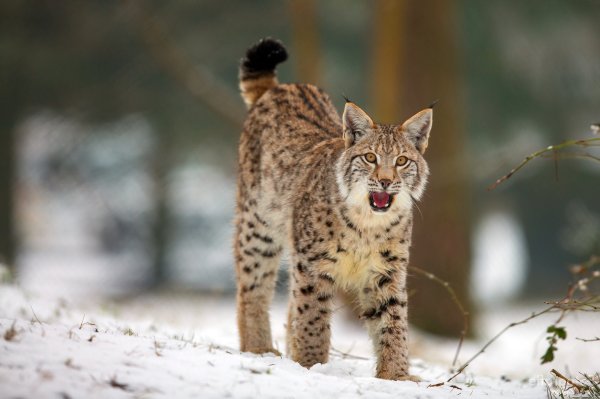 Рысь обыкновенная Lynx Lynx Linnaeus, 1758