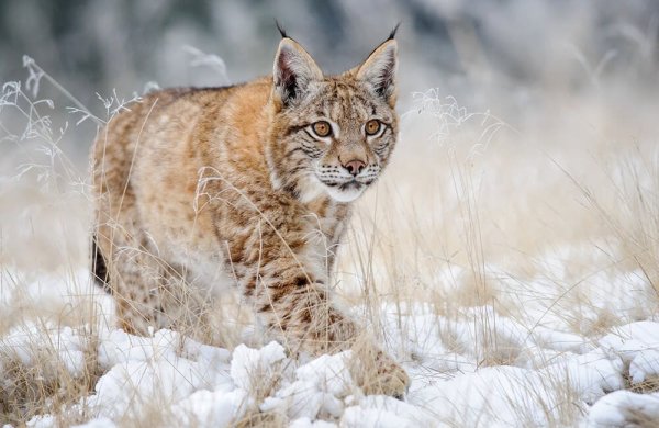 Обыкновенная Рысь Lynx Lynx