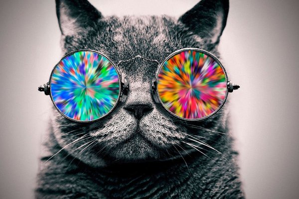 Алмазная мозаика кот в очках