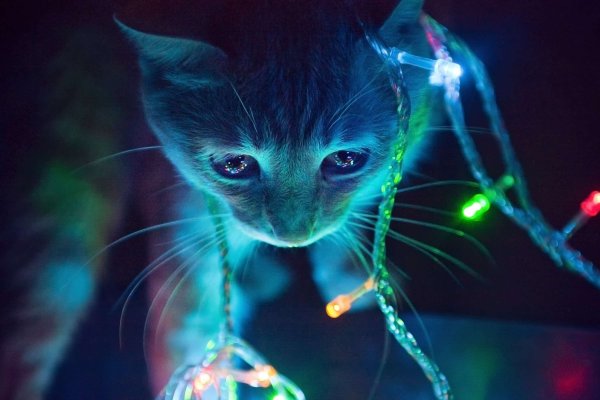Кошка компьютерная Графика