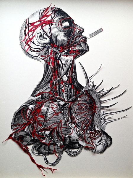 Анатомические иллюстрации