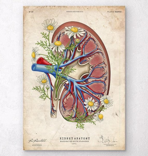 Почки рисунок