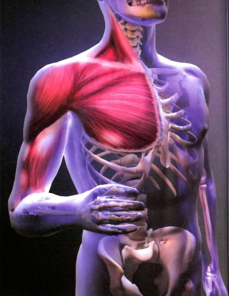 Анатомия человека:иллюстрированный атлас Кассан Адольфо