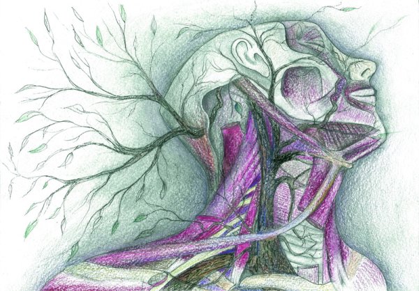 Конкурса анатомического рисунка Imago Anatomica Vesalius