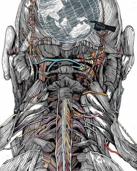 Пластическая анатомия