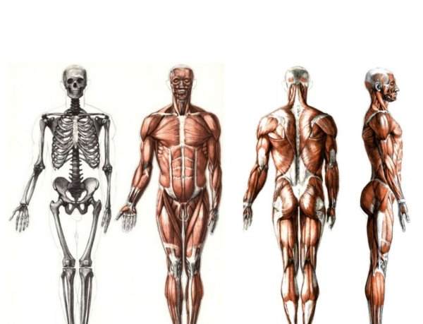 Анатомические Художественные рисунки