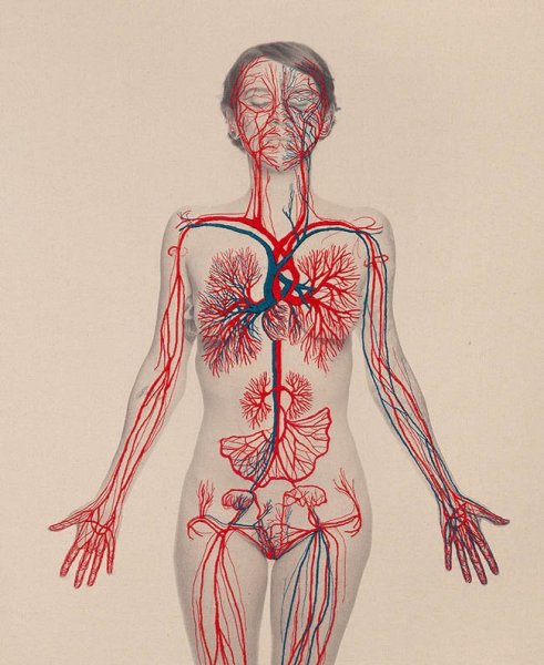 Мышечный скелет референс