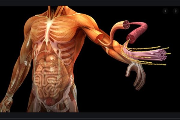 Анатомия Брамса