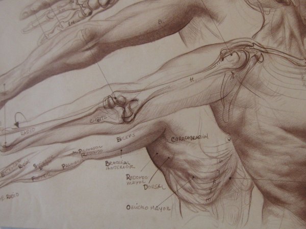 Анатомия человека скелет и мышцы