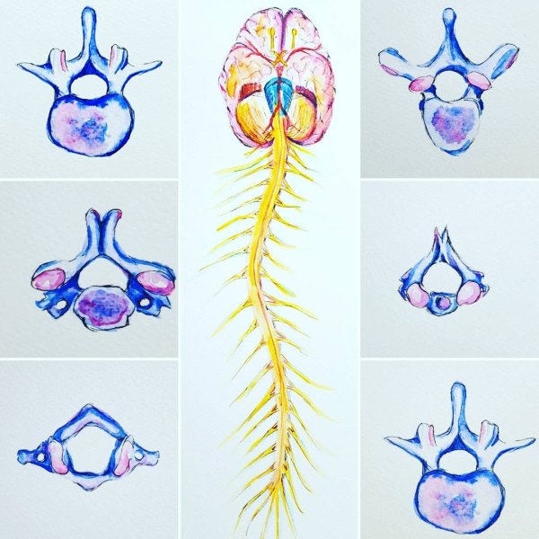 Анатомия тела для художников