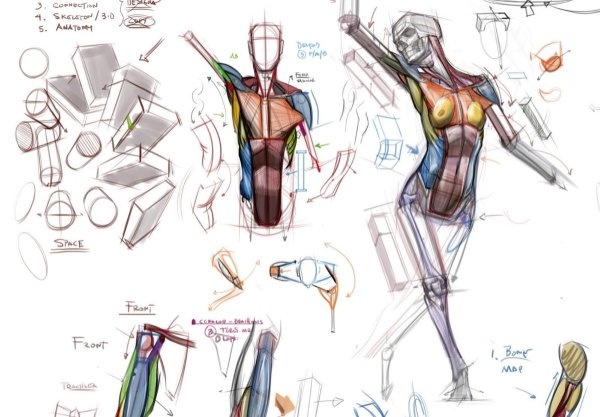 Анатомия обои