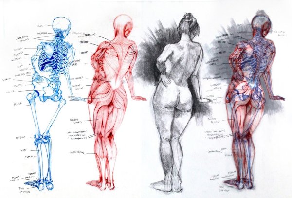 Пластическая анатомия дюваль