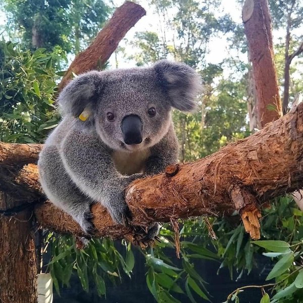 Карликовая коала