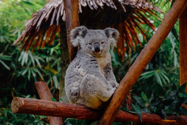 Картинки коала (43 фото)