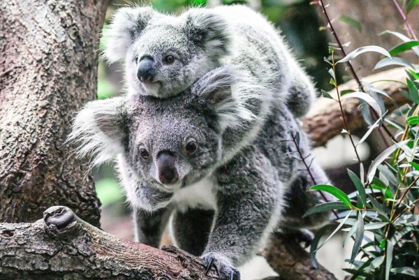 Медведь коала