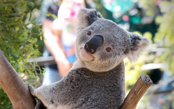 Коала окрас