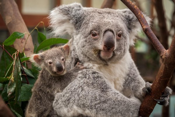Коала на дереве